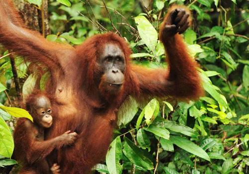 Mahakam and Orangutan Tour 4 Days - 