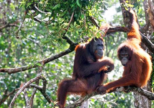 Orangutan Tour 4 Days 3 Nights - 