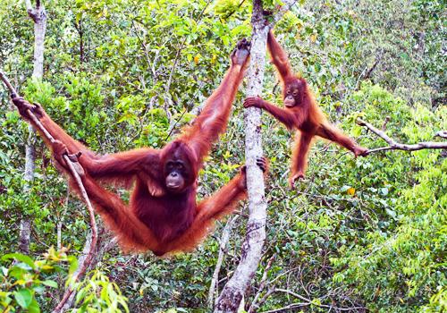 Orangutan and Dayak Tour 6 Days - 