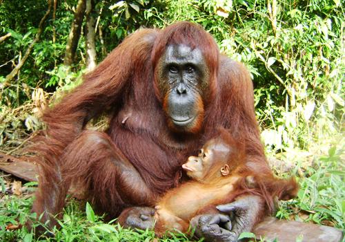 Cross Borneo Orangutan 20 Days - 
