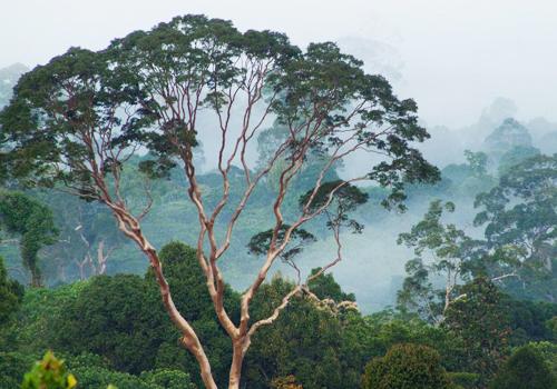 Jungle Trekking I 7 Days 6 Nights - 